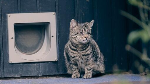 Blind domestic cat sitting infront of a cat flap. 