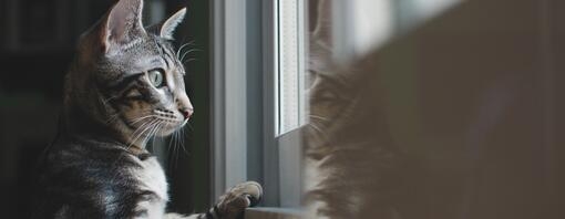 Cat looking out of a window