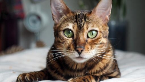 Bengal cat resting on pillow and looking at camera