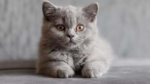 Grey cat lying down on a sofa