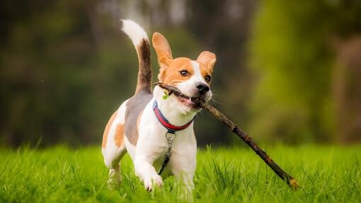 A dog running with a stick