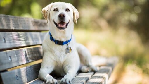 Dog sitting on the bench