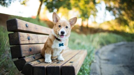 Corgi puppy sitting on a bench