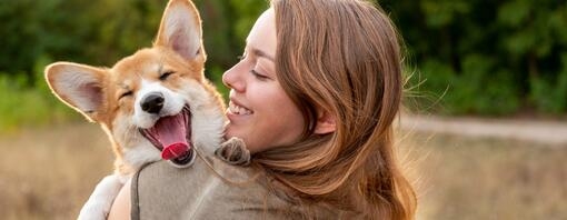 Corgi sitting in owner's hand