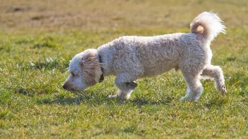 White curly coated dog sniffing grass