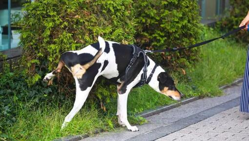 Black and white dog peeing against bush
