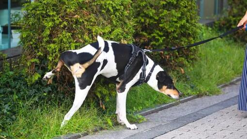 what causes bacteria in dogs urine