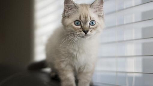 White kitten sitting on the top of a sofa