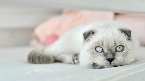 White Scottish fold domestic cat lying in bed. 
