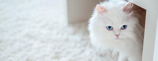 Fluffy white cat sat under a coffee table