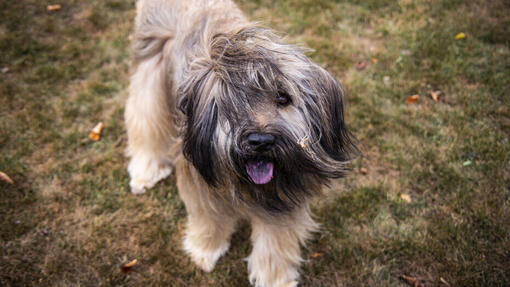 Catalan Sheepdog looking at the camera