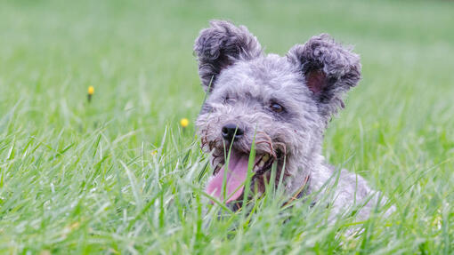 Hungarian Pumi laying in grass