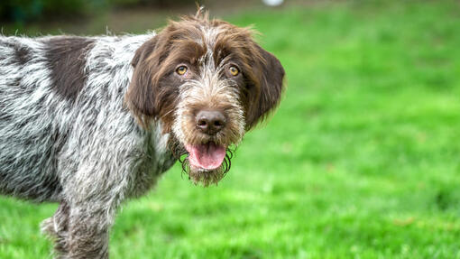 Korthals Griffon staring at the camera and standing in the grass