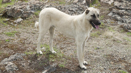 Turkish Kangal Dog standing on the ground