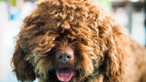 Barbet looking at the camera