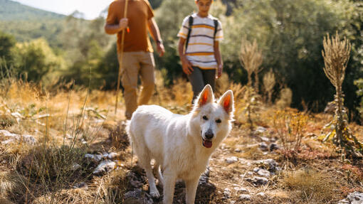 Swiss White Shepherd on a walk with its owners