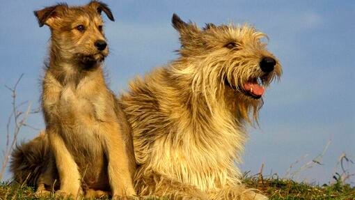 Two Picardy Sheepdogs sitting and watching into the distance