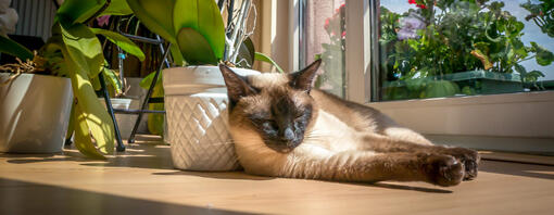 Cat laying next to the flower on the sun