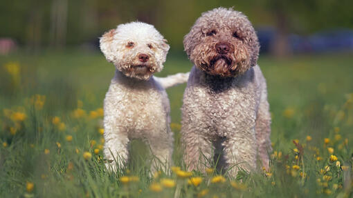 Two Lagotto Romagnolos standing in the field