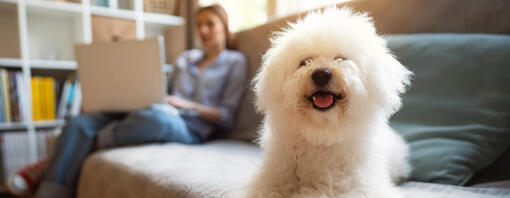 9 Best Dogs for Apartments