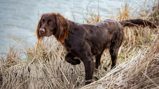 German Longhaired Pointer walking in bushes