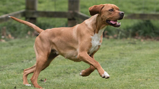 Portuguese Pointer running on the grass