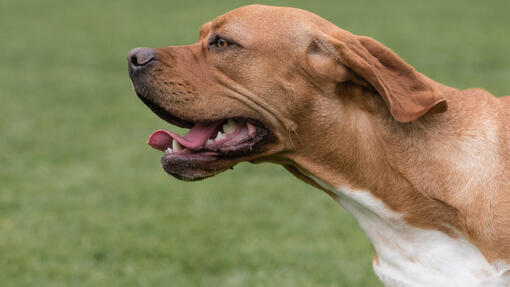 Portuguese Pointer running with mouth open