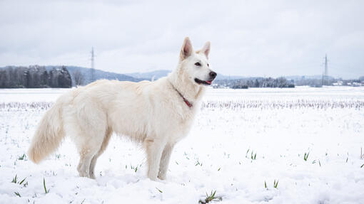 Swiss White Shepherd standing in snow and looking into distance