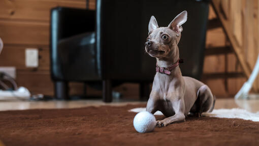 Russian Toy laying next to the ball