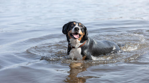 Entlebucher Mountain Dog swimming