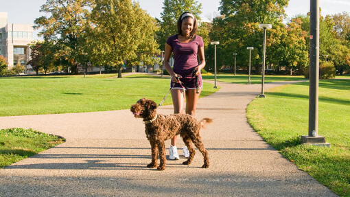 An owner take her Barbet on a walk