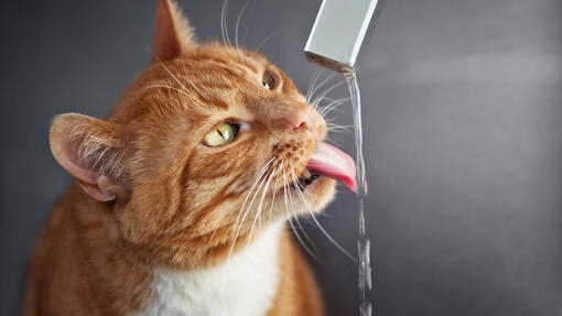 Cat drinking water from a tap