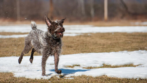 Korthals Griffon running on a snow