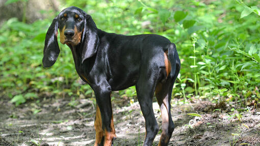 Black and Tan Coonhound standing in the forest