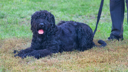 Russian Black Terrier laying on the grass