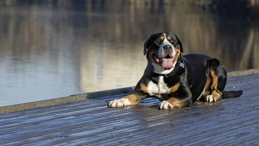 Great Swiss Mountain Dog laying on the floor