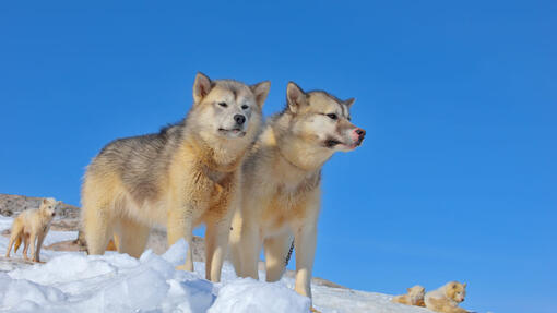 Greenland Dogs standing on the snow