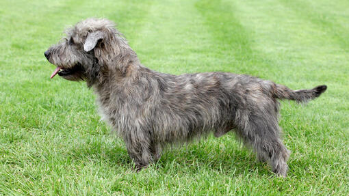 Glen of Imaal Terrier standing on the grass