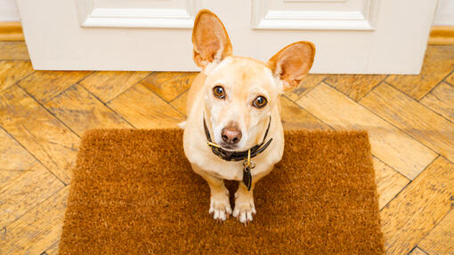 Portuguese Podengo sitting on the carpet