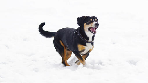 Entlebucher Mountain Dog running in the snow