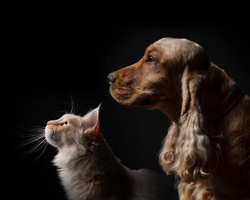 Dog and cat on black background