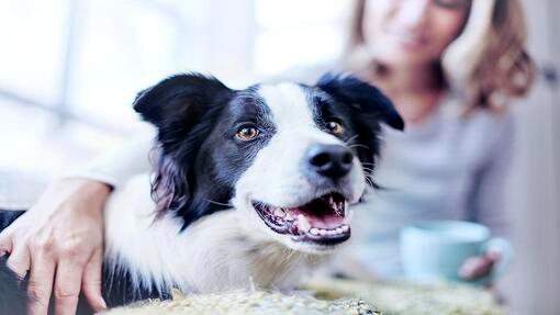 Collie sat with owner