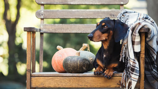 Can Dogs Eat Pumpkin?