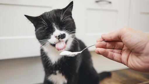 Is greek yogurt clearance bad for cats