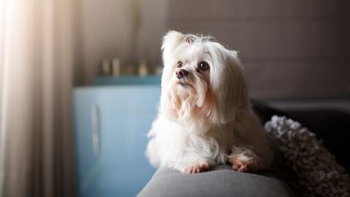 Small Dogs with Long Hair That Will Steal Your Heart