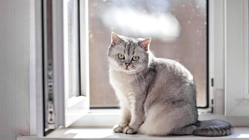 Top 9 English and British Cat Breeds