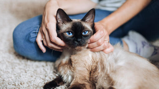 Top 10 Siamese Cat Names