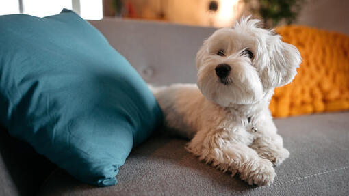 7 Small Dogs with Long Hair That Will Steal Your Heart Purina