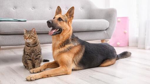 what breed of dog can live with cats