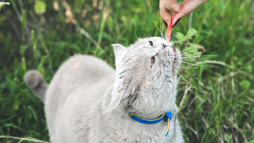 Can Cats Eat Watermelon